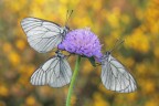Aporia-crataegi_triplete-DSC03296