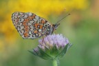 Melitaea-phoebe_DSC03349