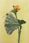 Argynnis-paphia_DSC00530 Argynnis-paphia_DSC00530