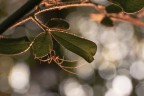 https://www.flickr.com/photos/giovanniq/55360813298/in/dateposted-public/