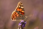 https://www.flickr.com/photos/giovanniq/55374040616/in/dateposted-public/   mano libera