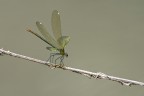 Non la considero una macro poich� tecnicamente  non lo �...