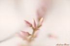Fiore nuziale...