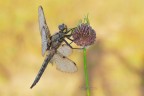 Libellula-quadrimaculata_DSC07311_ Libellula-quadrimaculata_DSC07311_