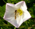 foto piuttosto datata di un impollinatore (forse una sirfide)
Graditi commenti tecnici e pareri personali
Grazie mille
Ciao Furyo