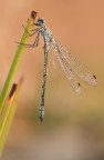 Macro_Rascino_RI_Lug26_7 Macro_Rascino_RI_Lug26_7