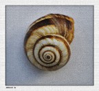 ....spirale aurea.... ....spirale aurea....