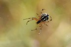 Aracnide Aracnide