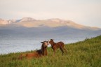 In viaggio in Kyrgyzstan abbiamo avuto la fortuna di vedere un cavallo nascere praticamente di fronte ai nostri occhi ed assistere al momento in cui si � alzato per la prima volta. Questa foto � stata scattata a non pi� di 30 minuti dalla nascita.