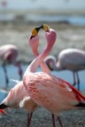 Due fenicotteri in una laguna boliviana