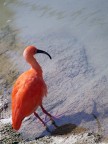 Ibis ...