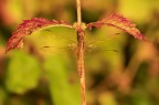 https://www.flickr.com/photos/giovanniq/55479334109/in/datetaken-public/