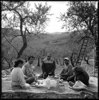 Durante la raccolta delle olive.