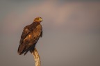 aquila rapace