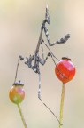 Empusa pennata Empusa pennata