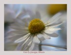 Panasonic DMC-FZ30
