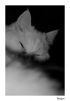 Margot
