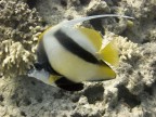 Pesce farfalla bandiera