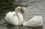 Amore