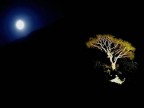 Preghiera alla luna