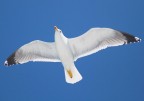volare