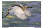 Sgarza in volo