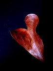 Ancient Heart