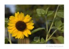 Mi piace fotografare i colori della natura lasciandoli in una semplice composizione. (E' la mia prima foto in questo sito, spero di riuscire ad entrare a fare felicemente parte di questa bella comunita').