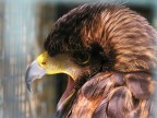 Falco