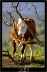 The Bull