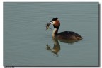Svasso a pesca