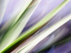 Yucca