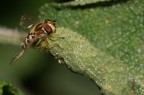 300mm in posizione macro
f20
1/250s
flash