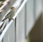 passerotta