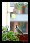 Guarda le foglie