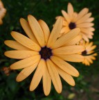giallo ocra
