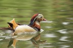 Aix Galericulata