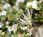 farfallina