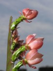 Pianta grassa in fiore