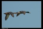 Germani in volo