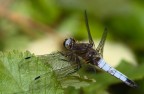 Libellula al sole