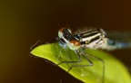 Ritratto libellula