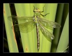 Anax imperator