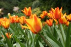 fotografia scattata in un orto botanico ad intra