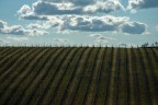 Vigna