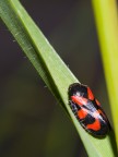 Cercopide vulnerata