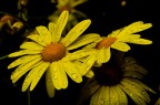 flower power