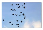 Super Bird