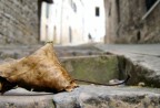 foglia