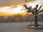 neve